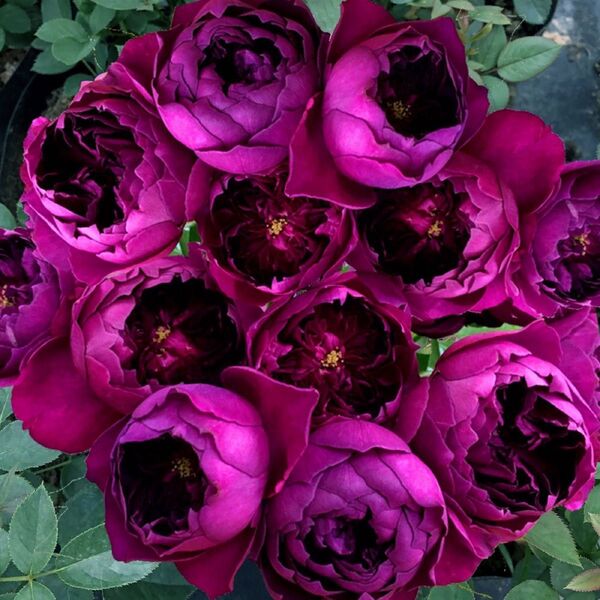 薔薇挿苗
