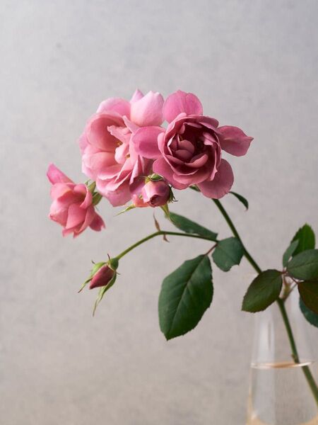 薔薇挿苗