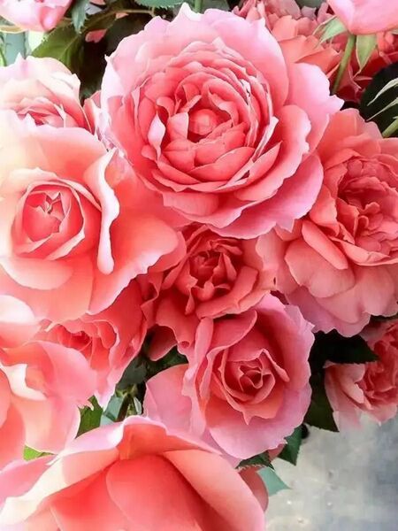 開花薔薇株