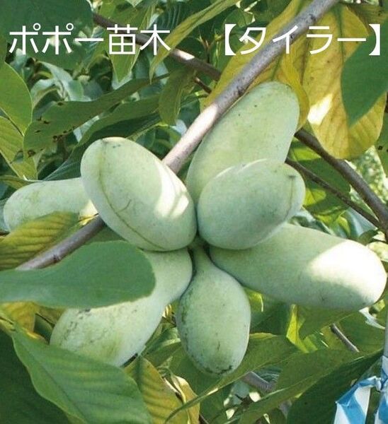 ポポー 苗木 【タイラー】