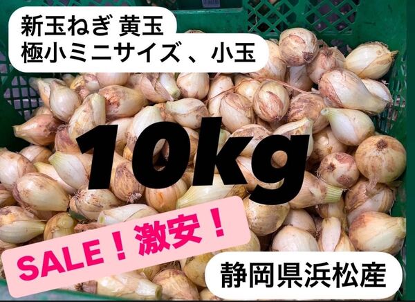 新玉ねぎ 新玉葱 黄玉 小玉 極小サイズ 静岡県 浜松産 10kg