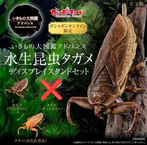 ガシャポンオンライン いきもの大図鑑アドバンス 水生昆虫タガメ 2種 ライトカラー 羽化直後色