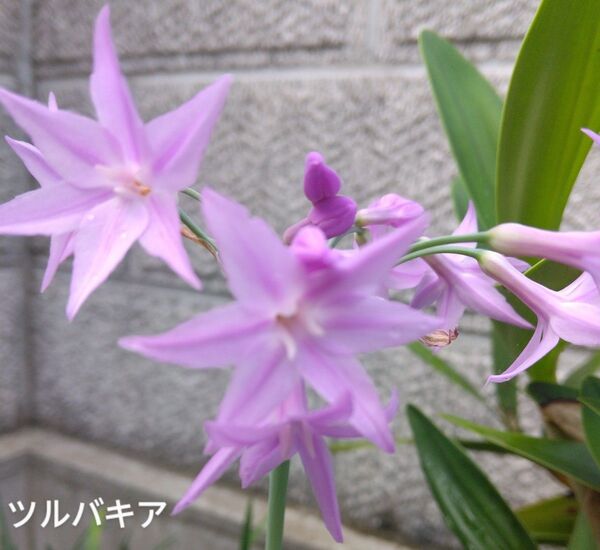 ツルバキア 5株苗