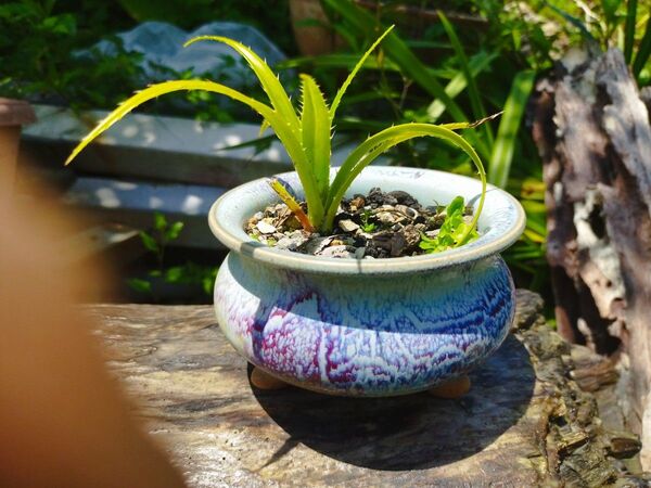 名鉢植えアダン、アダムとイブパイナップル状の実が成る値下げしました