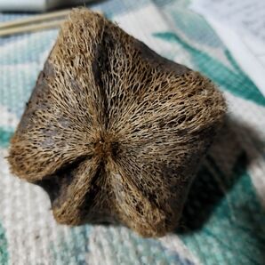 海で拾った不思議な植物?送料着払い
