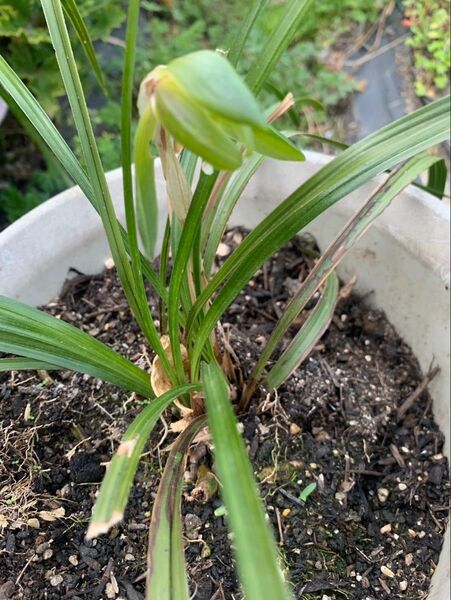 山野草 シュンラン苗 抜き苗