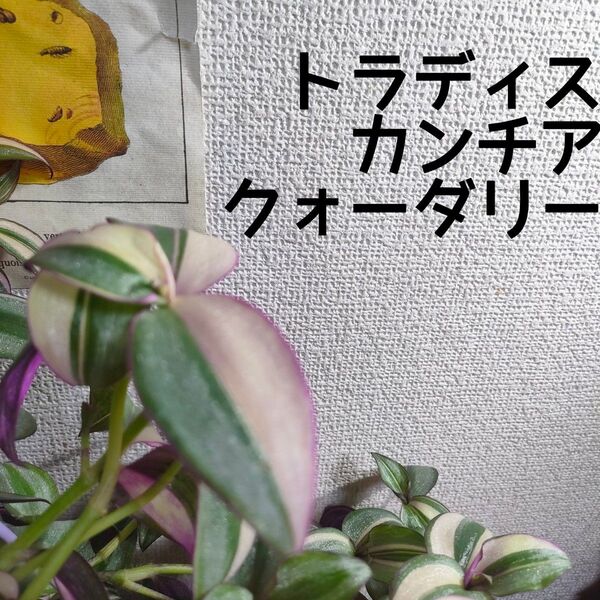 【送料無料】トラディスカンチア クォーダリー 観葉植物 希少品種 吊り鉢