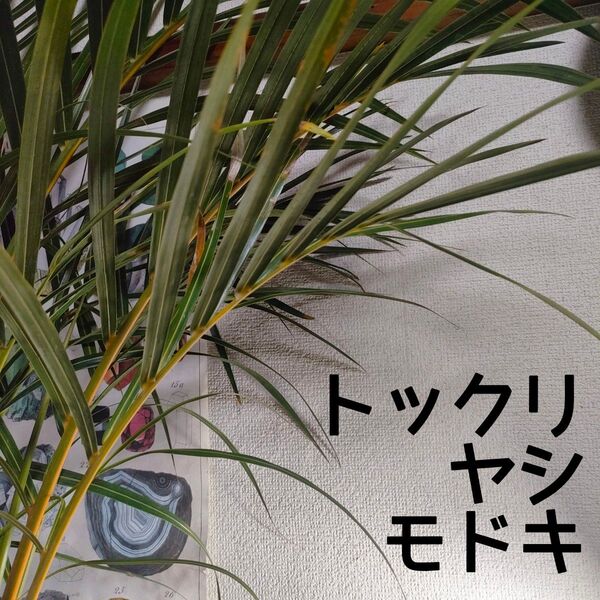 【送料無料】トックリヤシモドキ 7号鉢 観葉植物 南国 インテリア