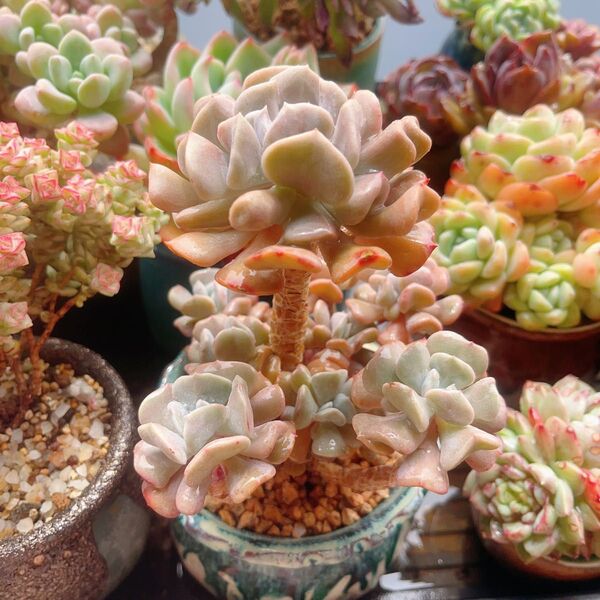 多肉植物 エケベリア キュービックフロスト 群生 抜き苗
