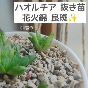ハオルチア 花火錦 子株③★