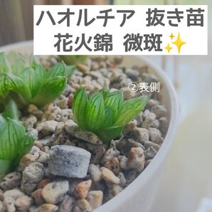ハオルチア 花火錦 子株②★