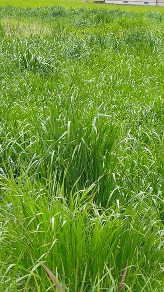 ご購入後に刈り取り、無農薬自然育ち 熊本県 半乾燥 イタリアンライグラス 180g ネコポス発送