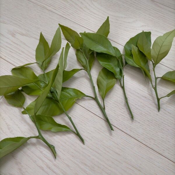 レモン 挿し穂2本