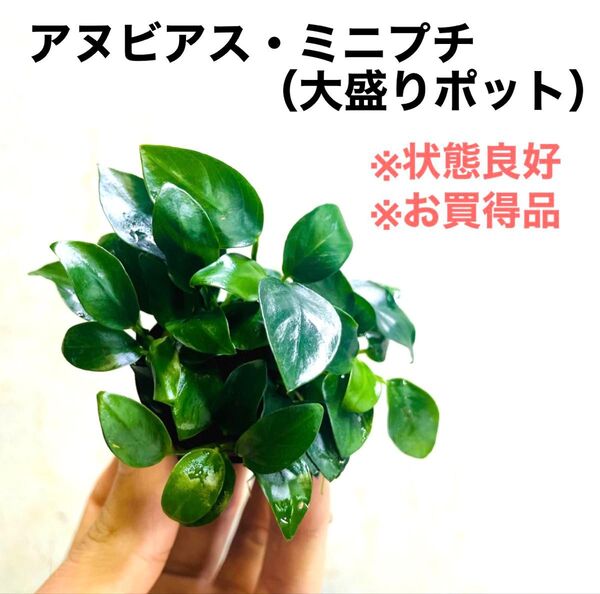 ◆特◆アヌビアス・ミニプチ大盛りポット 1個 アクアリウム 水草