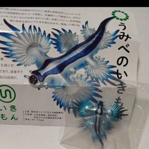 ネイチャーテクニカラー アオミノウミウシ