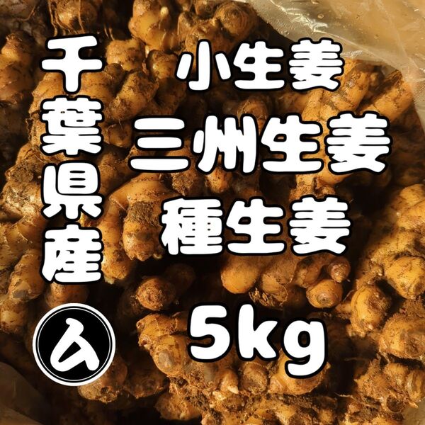 千葉県産 三州生姜 種生姜 5kg 小生姜