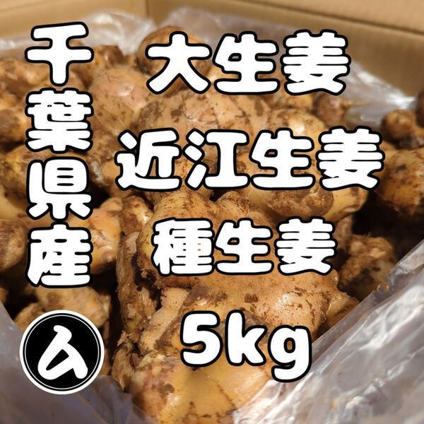 千葉県産 近江生姜 種生姜 5kg 大生姜
