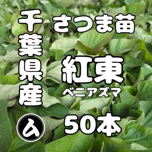 千葉県産 さつまいも 苗 紅あずま 50本
