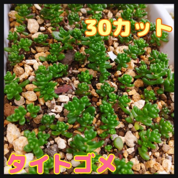 タイトゴメ☆30カット おまけのセダムつき