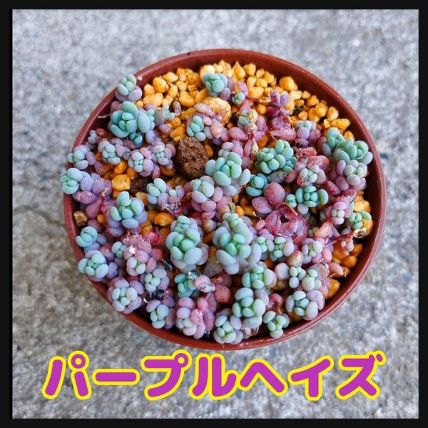 パープルヘイズ☆抜き苗 おまけセダムつき