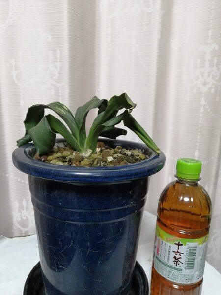 万年青 獅子系 青 斑入り