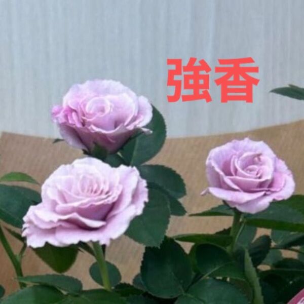 【入手困難】①ミニバラ苗 香りのバラ 四季咲 2苗