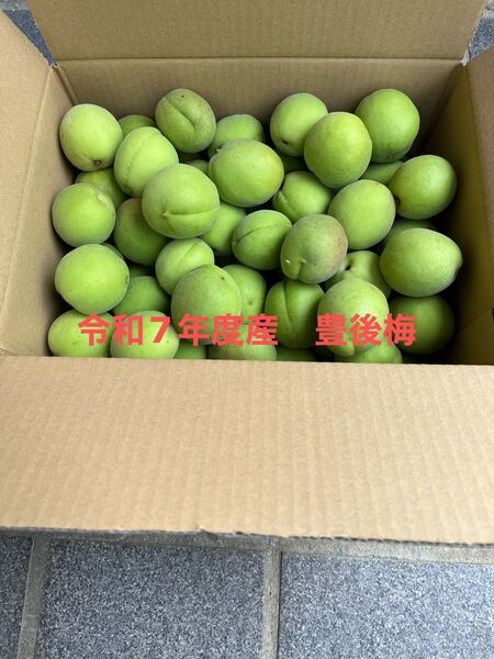令和7年度産 豊後梅 約2.5kg