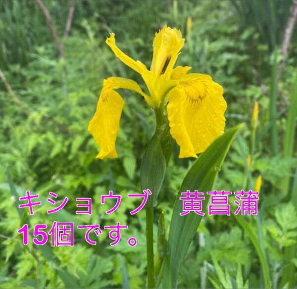 キショウブ 山形県産 黄菖蒲 あやめ科 球根です。黄菖蒲 黄色の花 15個