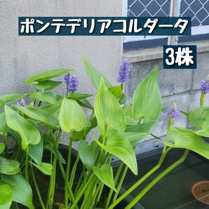 ポンテデリアコルダータ苗 抜き苗 3株 ③
