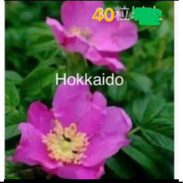 夏の花 北海道 ハマナス 花 苗 種 40粒以上