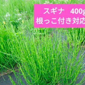 宮城県産 スギナ 注文後収穫 400g 増減可能