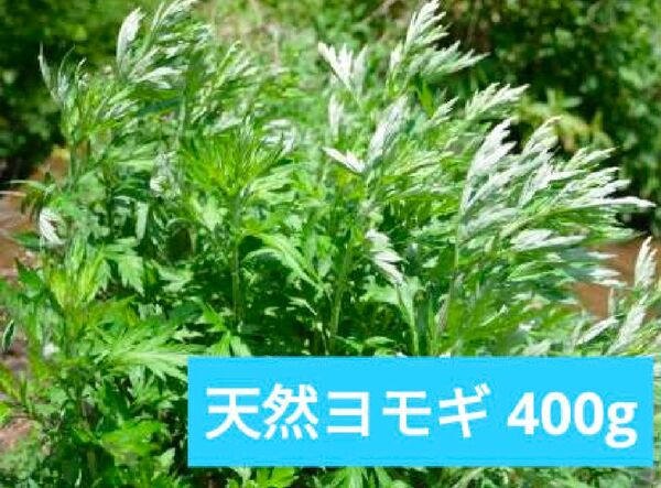 宮城県産 天然 よもぎ 注文後収穫 400g