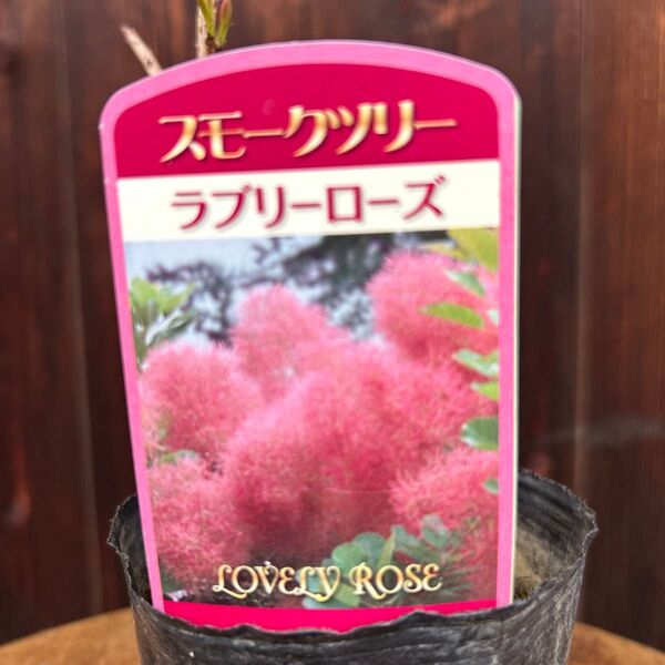 スモークツリー ラブリーローズ 苗