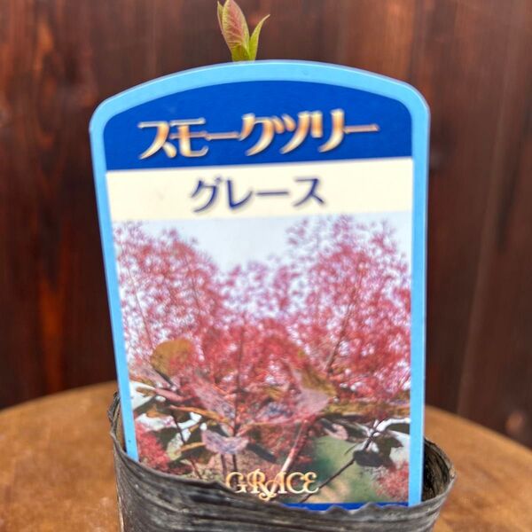 スモークツリー グレース 苗