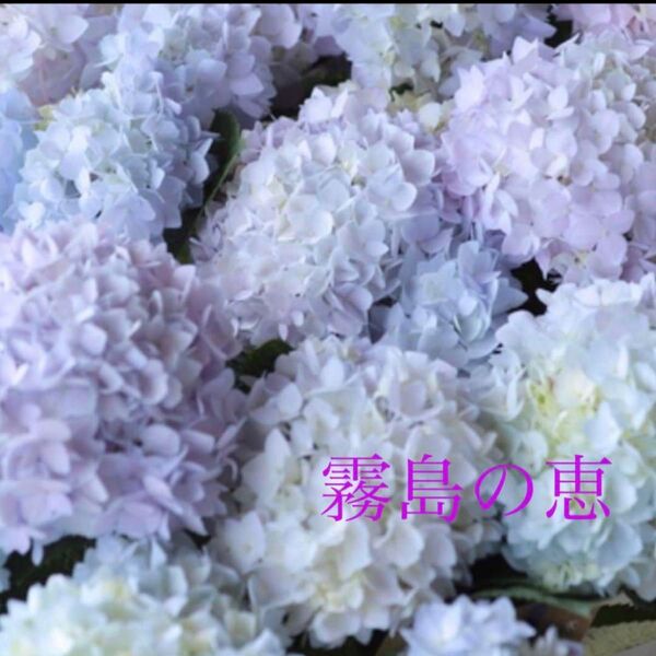 珍しい 四季咲き 紫陽花 霧島の恵み 苗 秋色にも