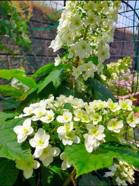 柏葉紫陽花 八重咲き蕾あり