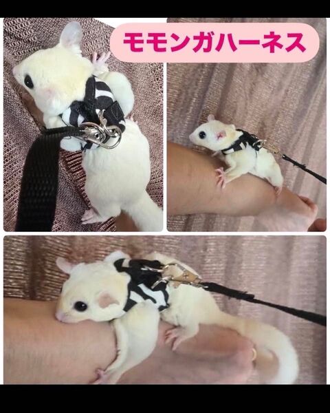 モモンガハーネスオーダー受付中