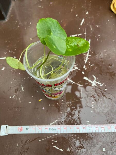 ウォーターコイン 4株 水草