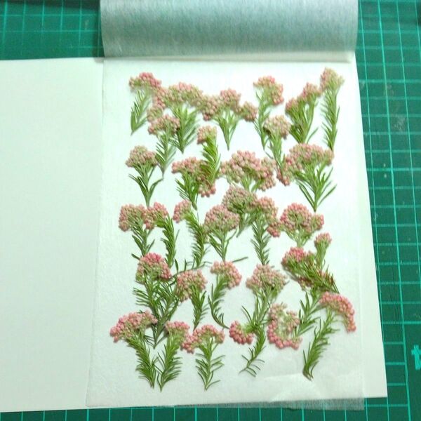 押し花 ライスフラワー