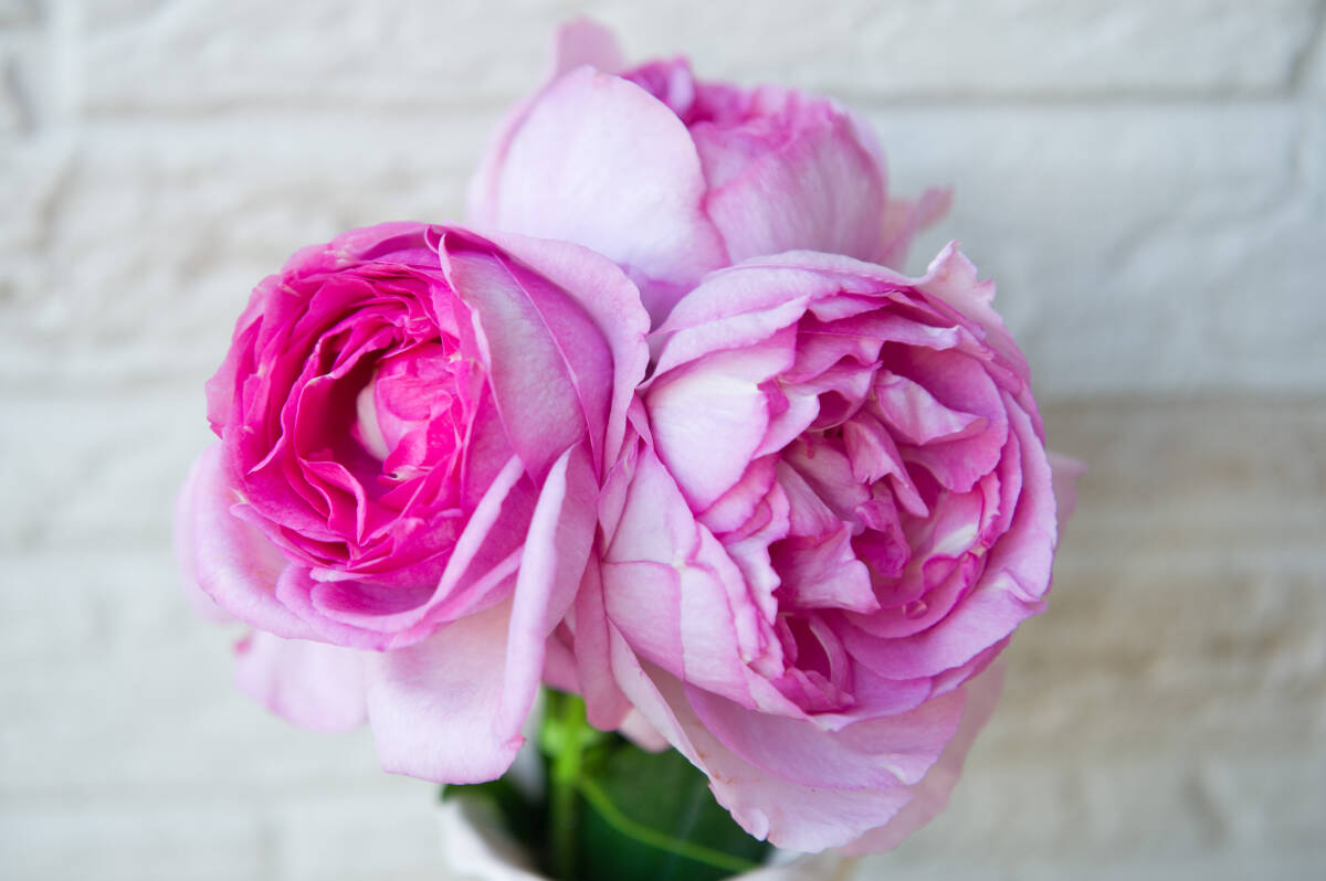Yahoo!オークション -「薔薇物語」(苗) (ガーデニング)の落札