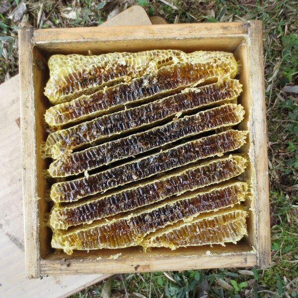 幻のはちみつ 2 (日本蜜蜂のはちみつ)250g×2本