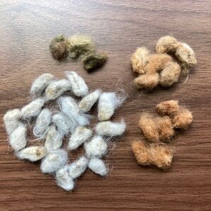 綿の種 35粒 (白・茶・緑) ⑤