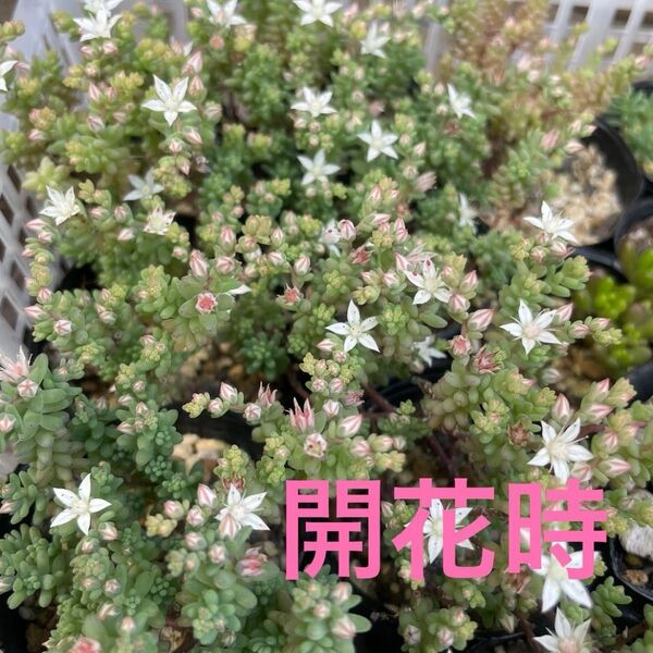 多肉植物 ミルキーウェイ 40本