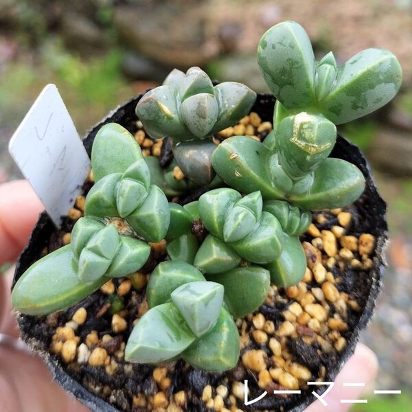 多肉☆レーマニー☆根付きコルプスクラリア多肉植物