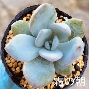 多肉☆霜の朝☆根付きエケベリア多肉植物