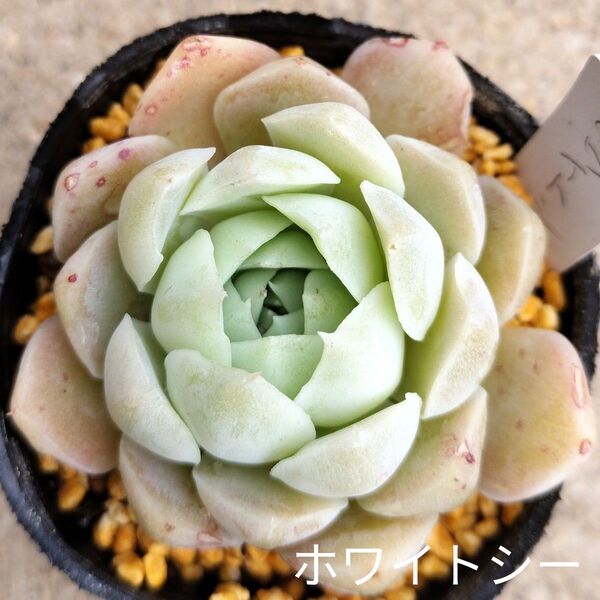 韓国苗☆ホワイトシー☆エケベリア多肉植物
