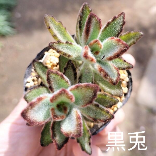 多肉☆黒兎☆発根済カランコエ多肉植物