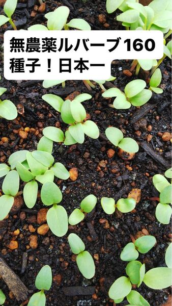 無農薬ルバーブ9月収穫の新種子 春蒔き用160粒 以上