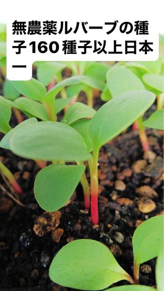 無農薬ルバーブ9月収穫の新種子 春蒔き用160粒 以上