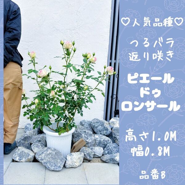 大株 ピエール・ドゥ・ロンサール つるバラ1.0M(鉢底から)品番B